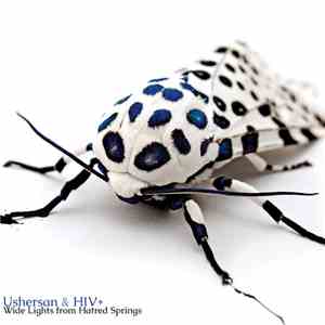 USHERsan & HIV+ - Wide Lights from Hatred Springs download free
